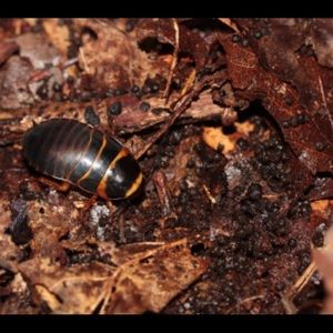 Meet your Posher, Pedro